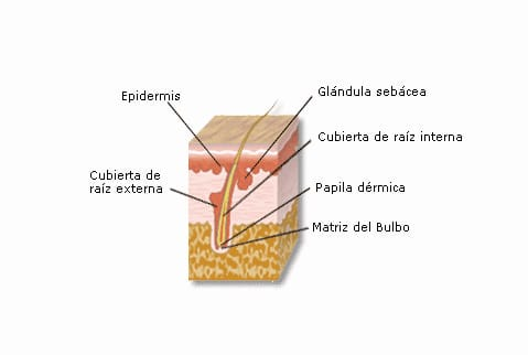 EstimulacionFo1